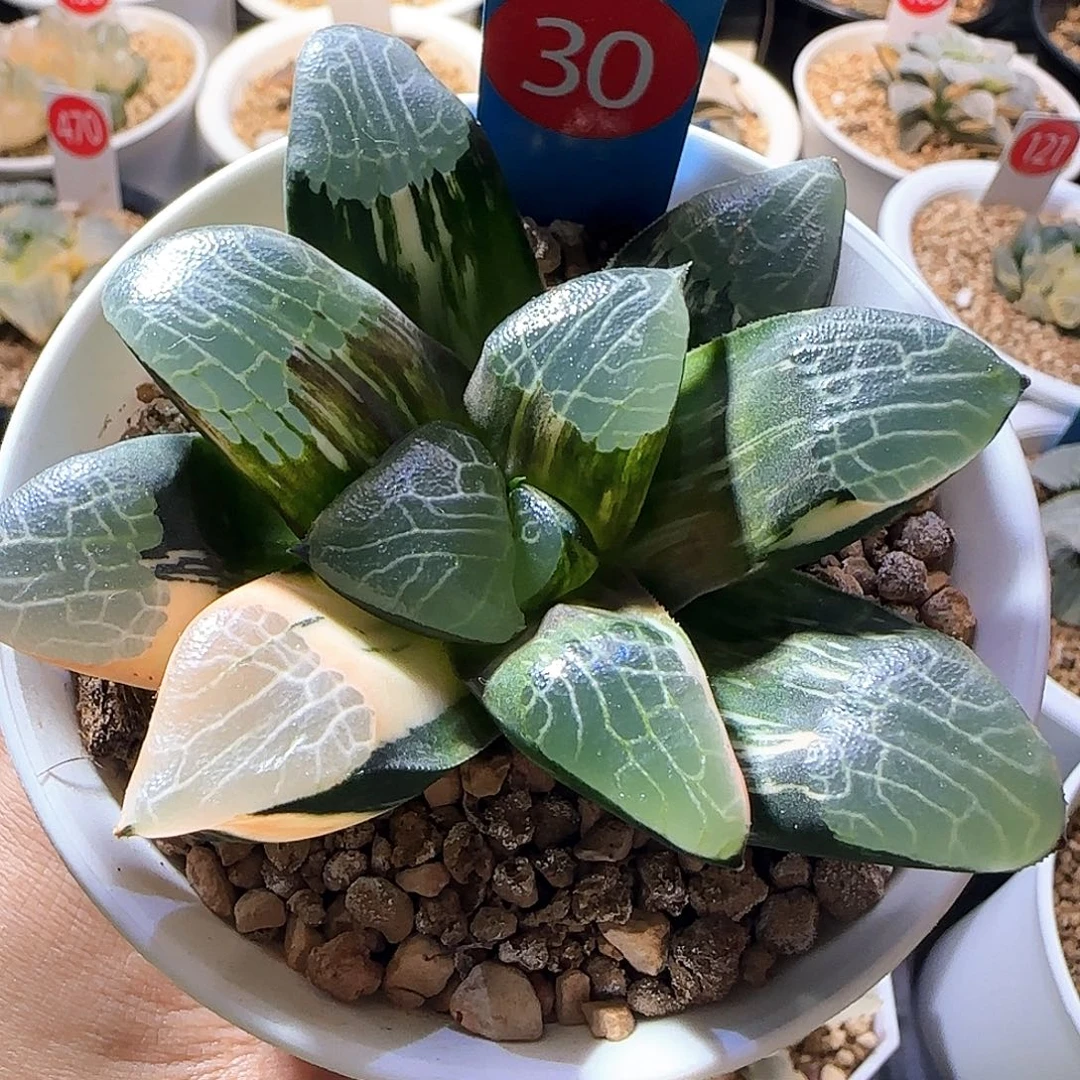 30号朱庇特克锦一物一拍带盆土