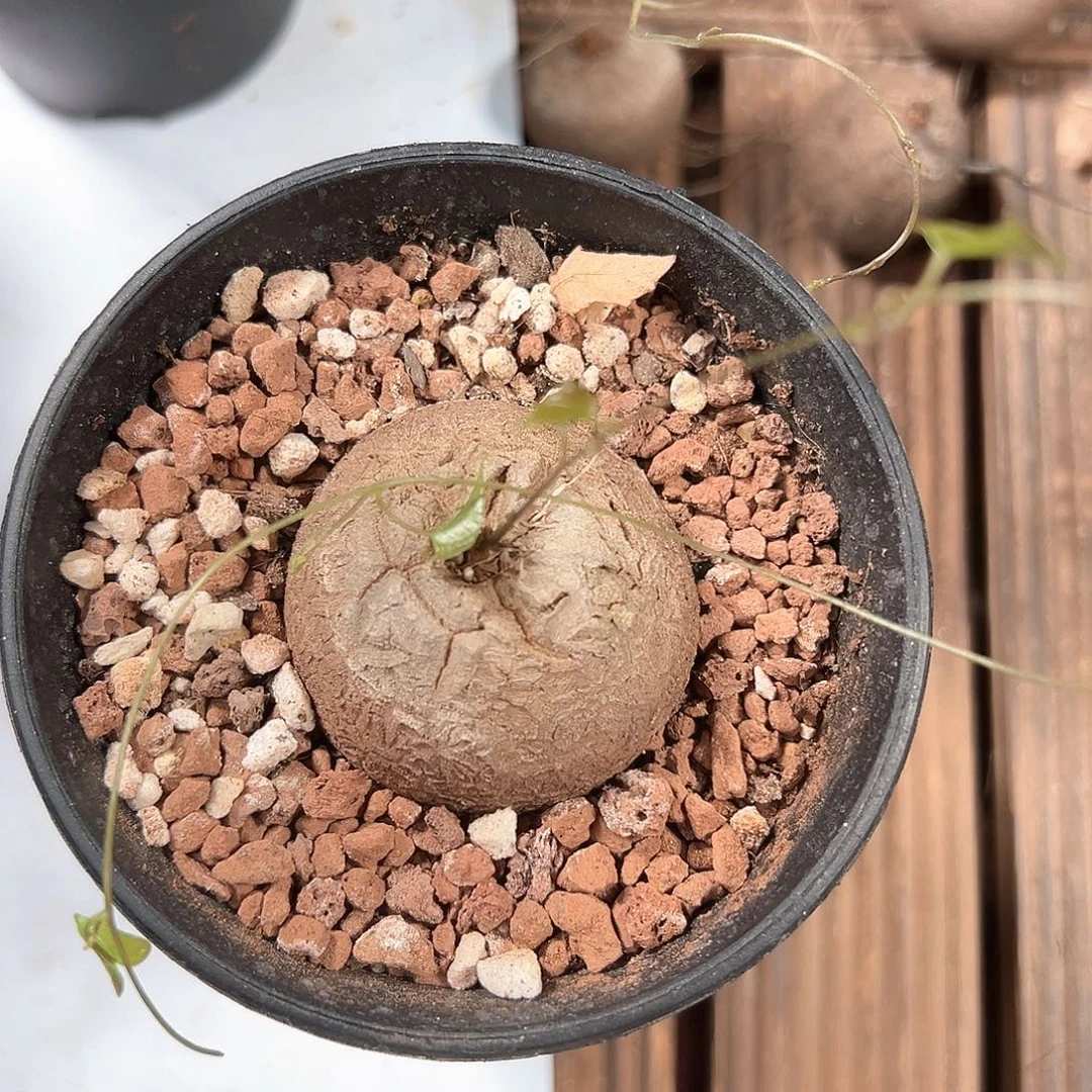 鹿***畔龟甲龙带盆包邮块根植物