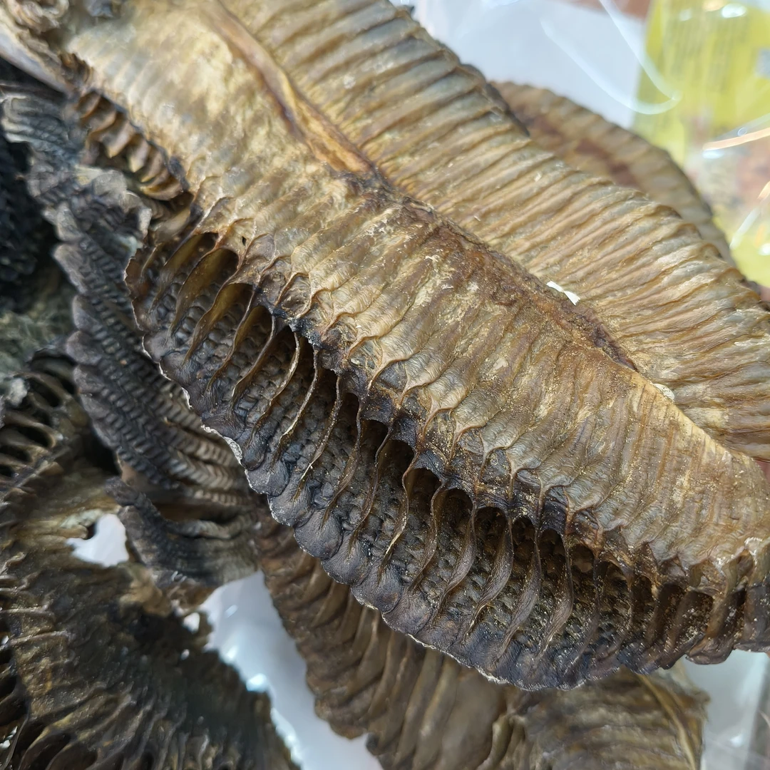 深海中号鱼腮汤料(搭配茯苓石斛煲汤)