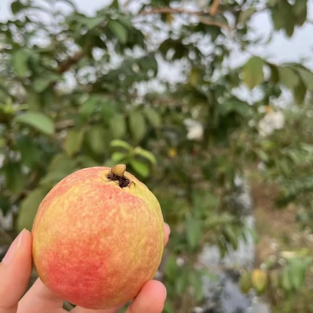 四季草莓芭乐，帝王芭乐，胭脂红芭乐，奶油芭乐