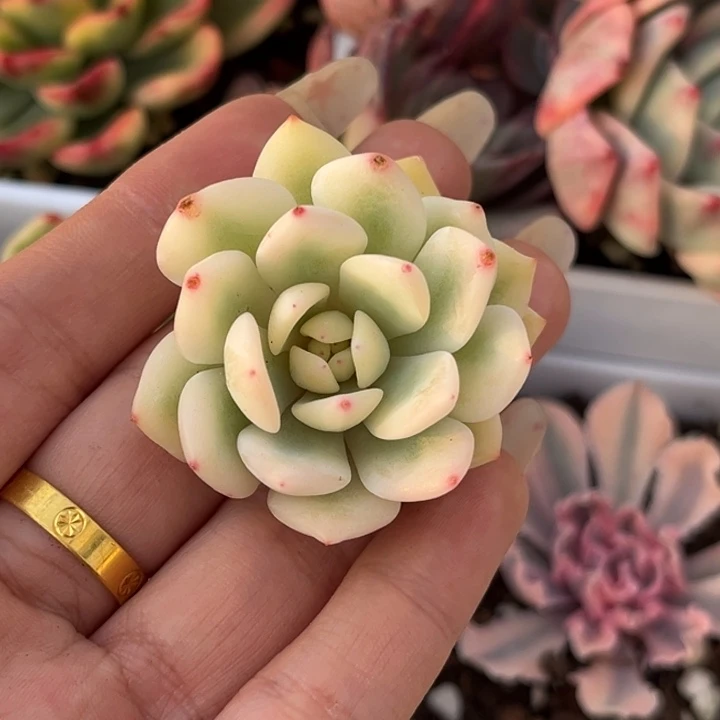 橙梦露锦大锦边头盖一颗