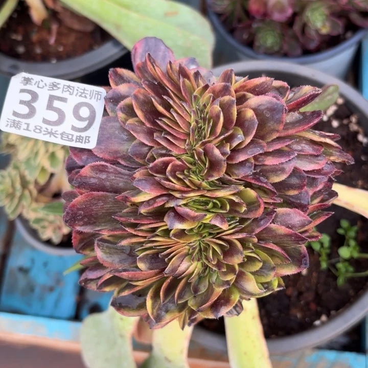 359万家丽缀化掌心多肉法师锦