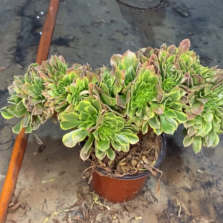 青檬锦多肉植物24