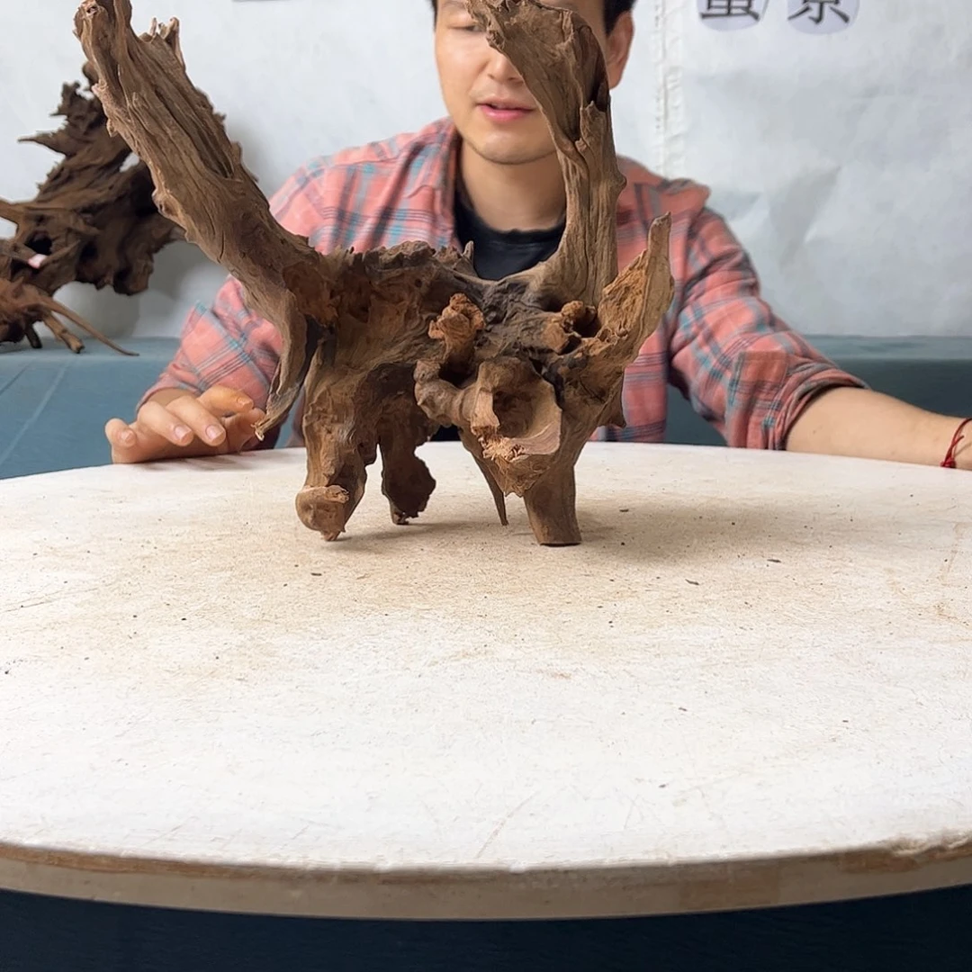 沉木造景爬宠造景