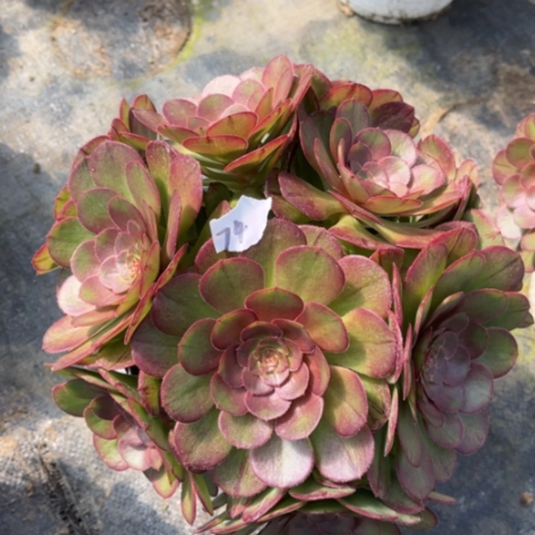 【闪购商品】74莎啦碗多肉法师