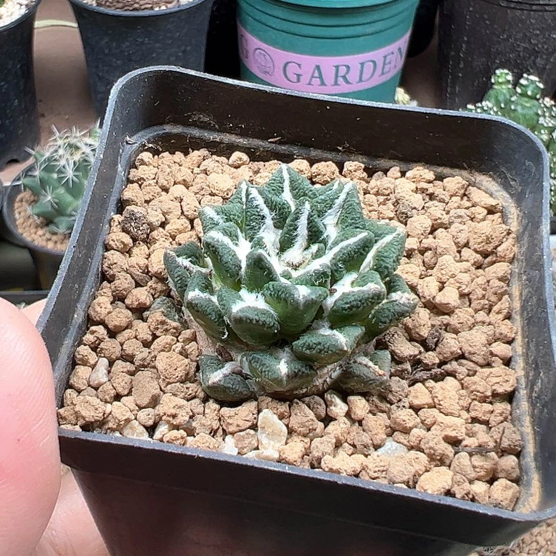 无花朵象足黑牡丹实生苗接自根带盆发货