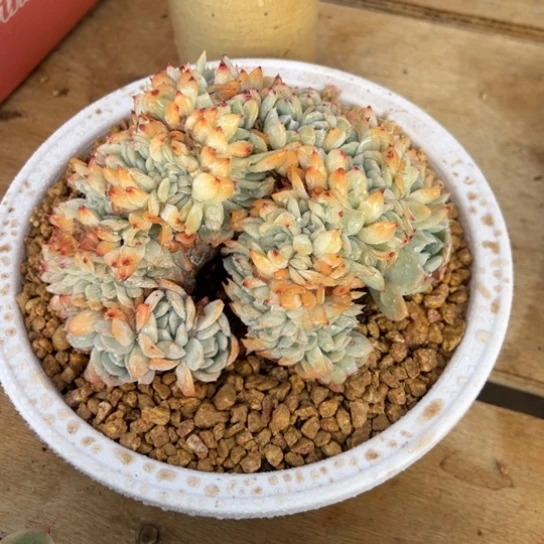 莎莎女王缀化 夏鸣园艺