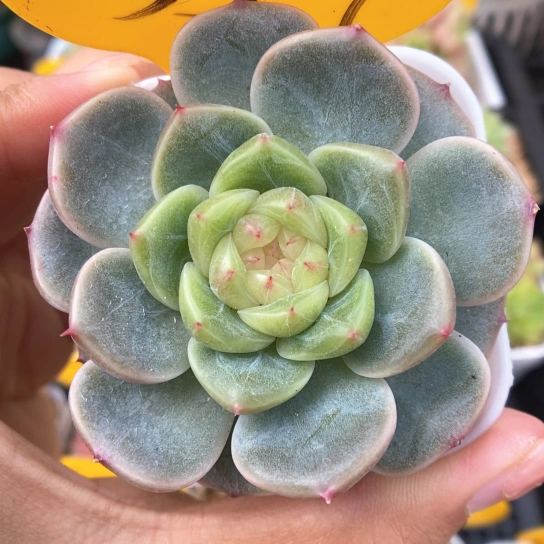 荔枝甜心557号。