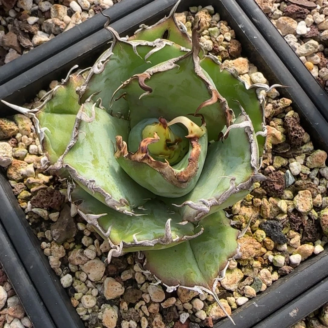 白鲸仁王冠龙舌兰