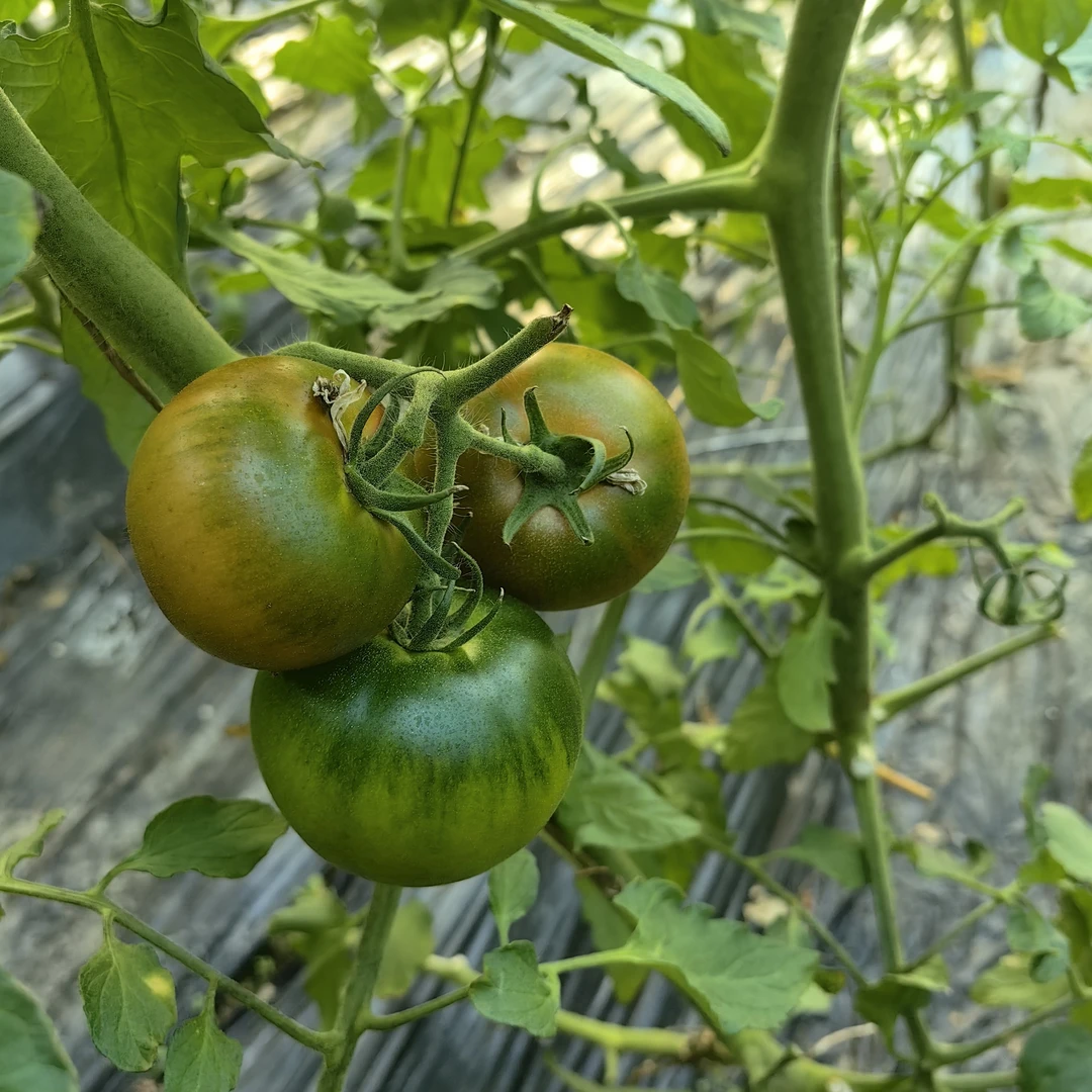 自家种京采8号西红柿草莓西红柿4斤新鲜番茄同城送京采8号北京市