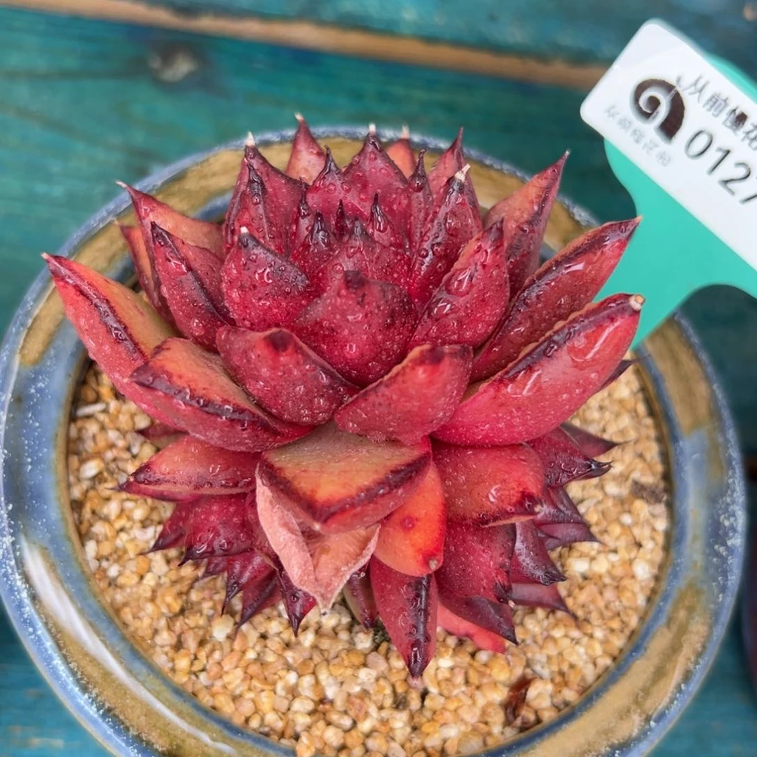 多肉一物一拍0127-246