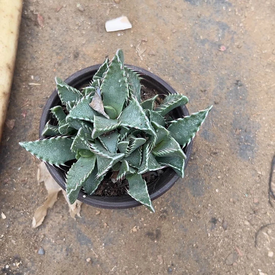 多肉植物怒涛开花