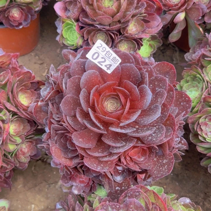 花雨夜红……多肉植物