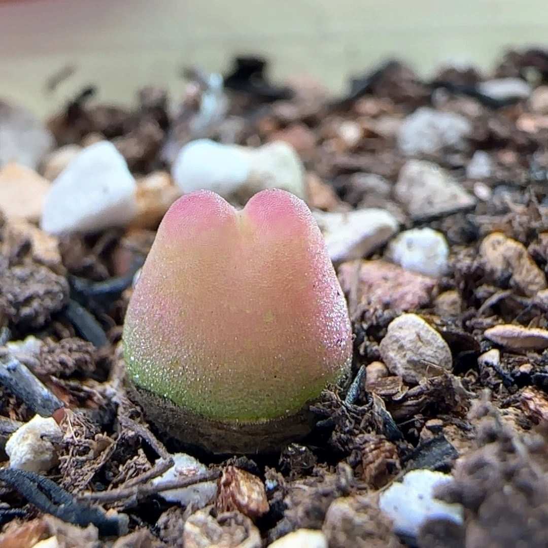 0583/尺寸0.8/三年半登登/