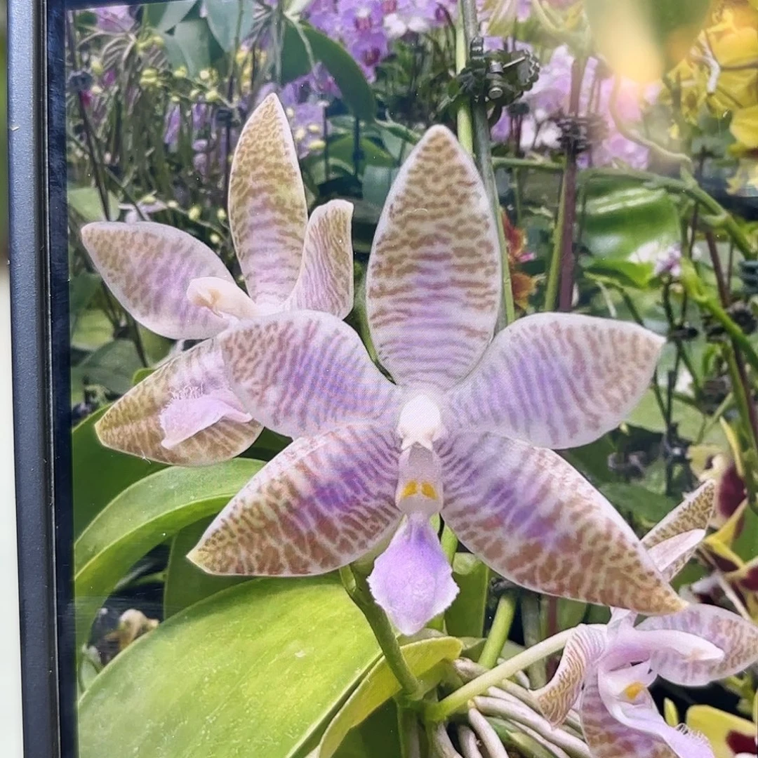 当前无花栽培后可以开花蓝路德兄弟交