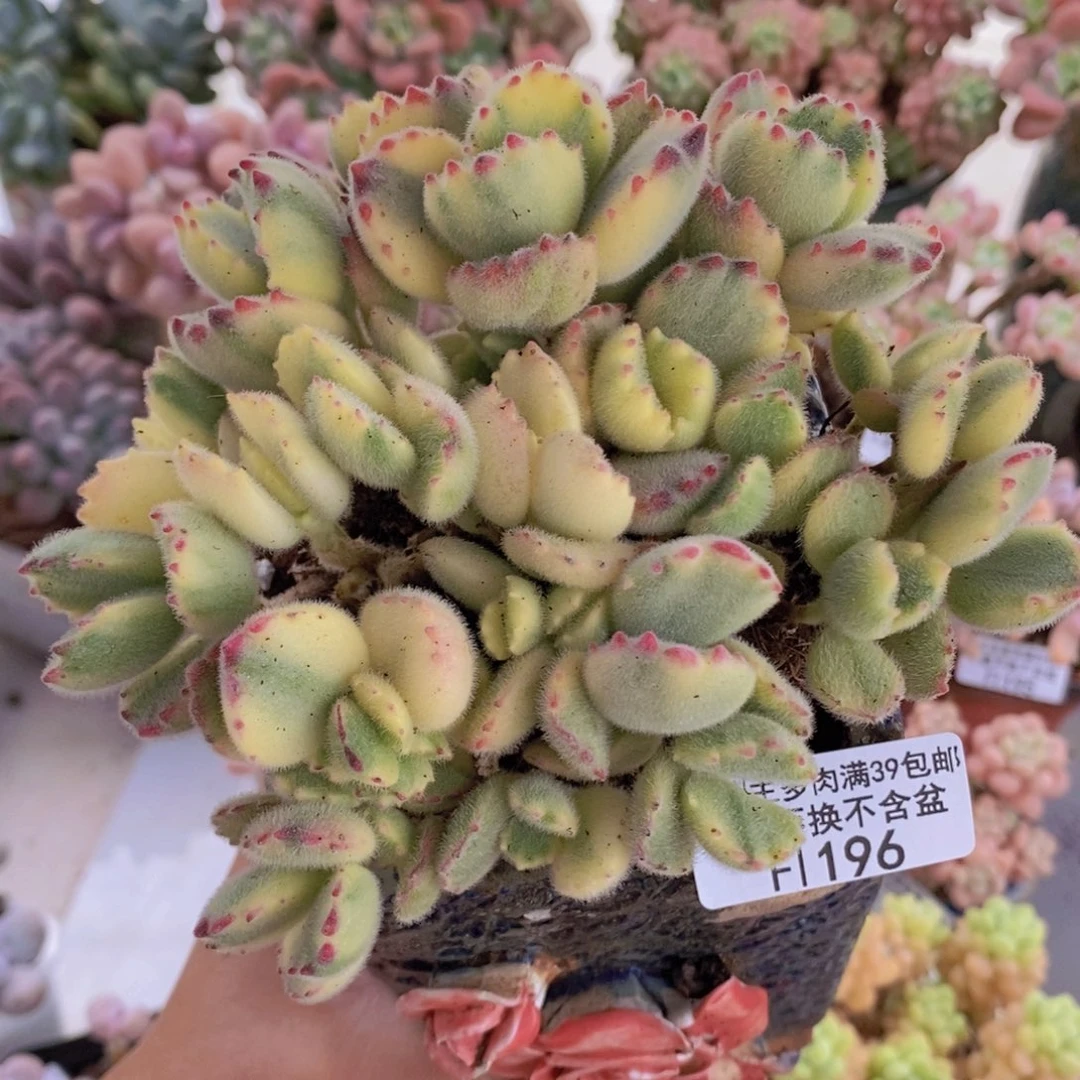 彩熊不包整12cm196多肉植物