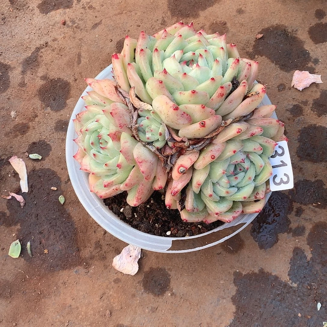 313 一物一拍多肉！