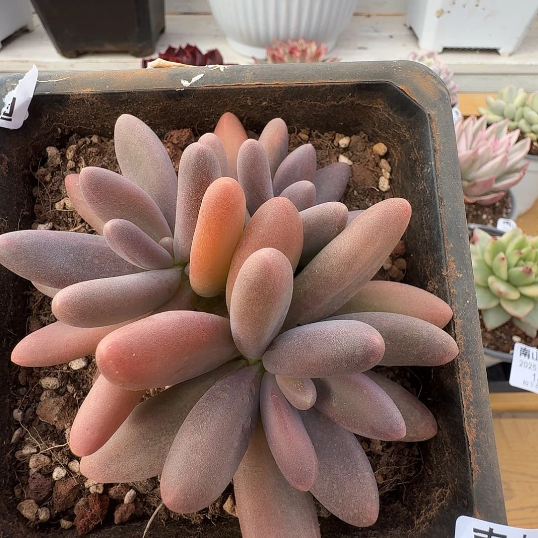 日光灯1111214-170