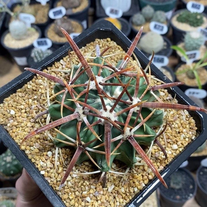 实生剑锋凌波1066号8.8cm