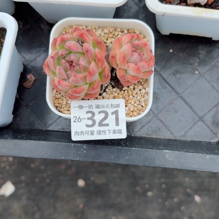 春风无盆土发货无盆土发货