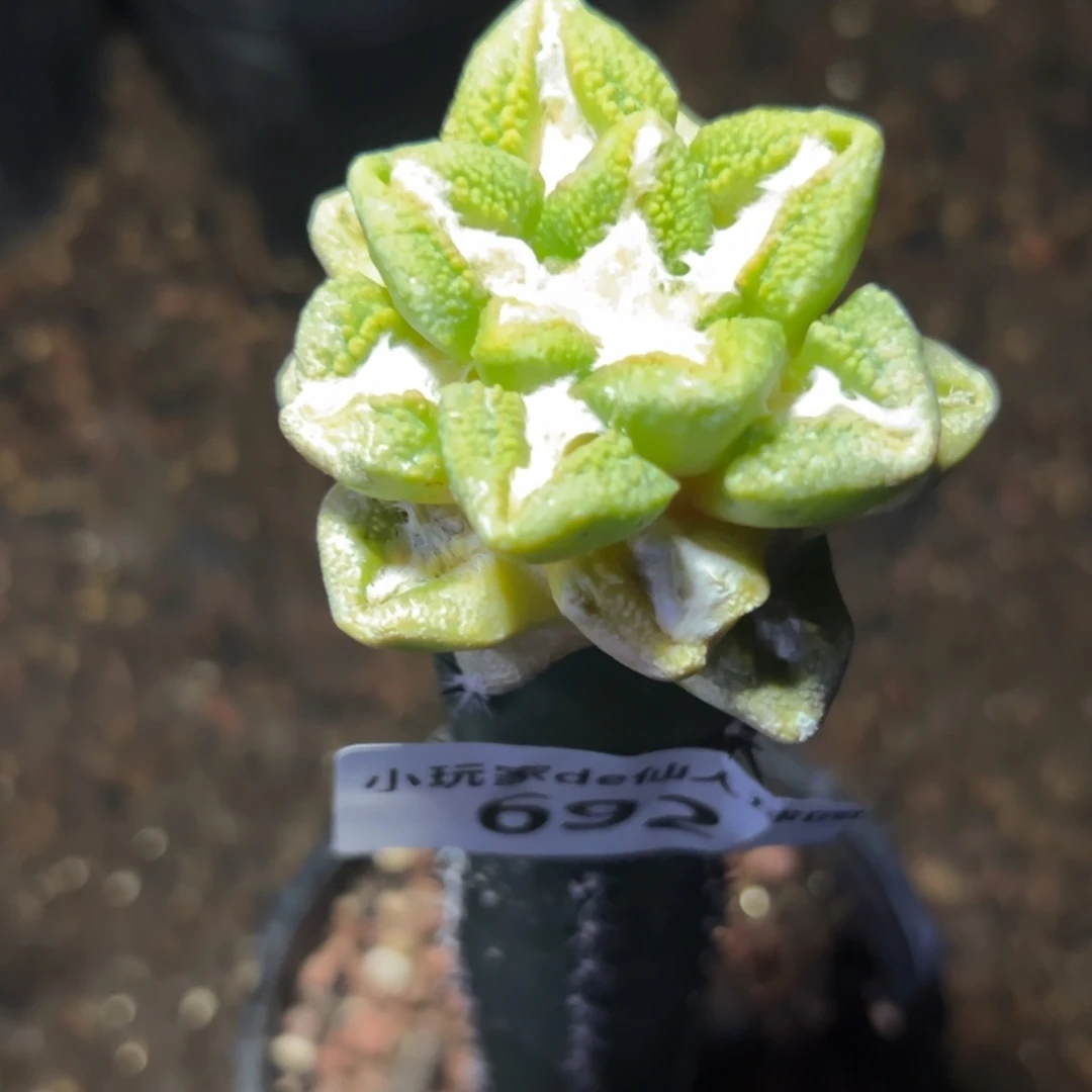 我***呢692 仙人球的牡丹啊