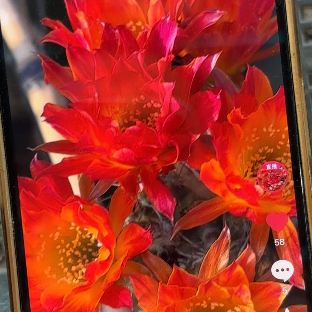 笑脸丽花瑕疵瑕疵侧牙20包邮仙人球39