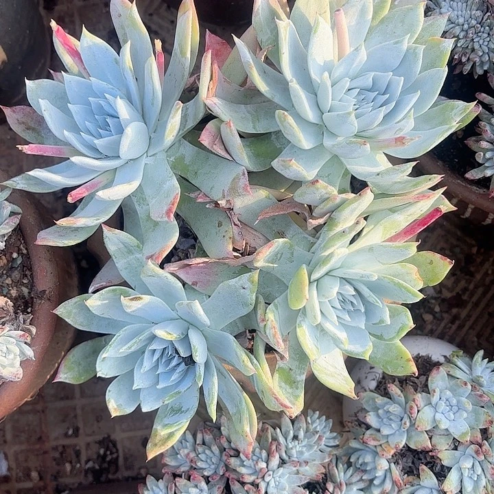 南***狗仙女杯多肉植物