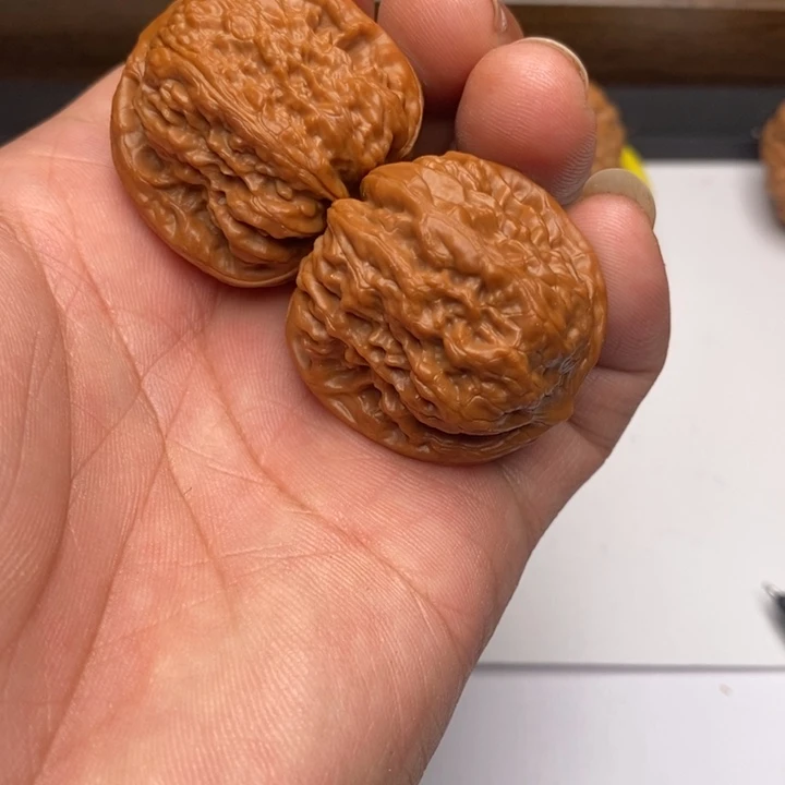 野牛狮子头36尺寸肚差一点点