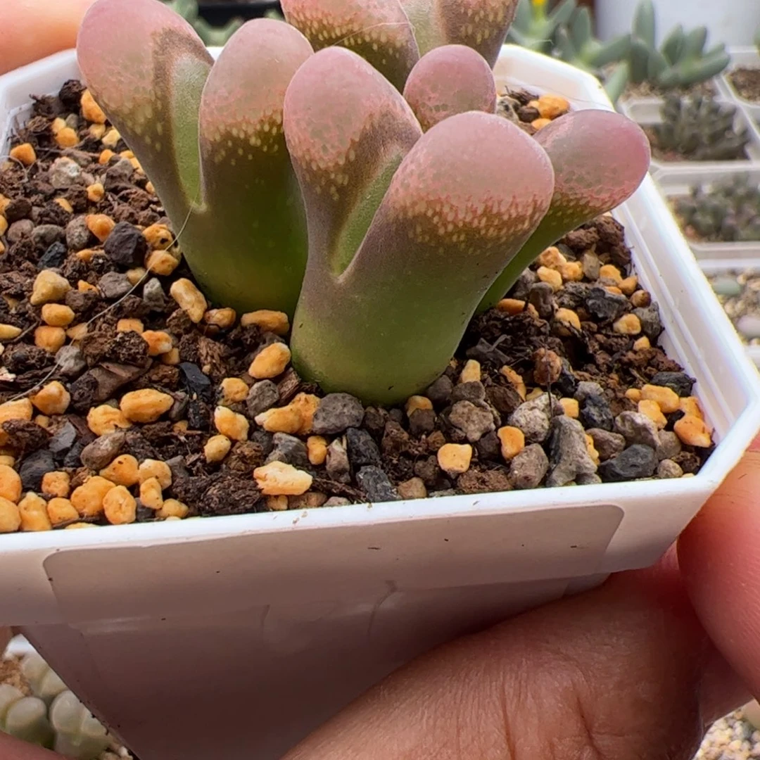 9.23福利风铃多肉植物组合131