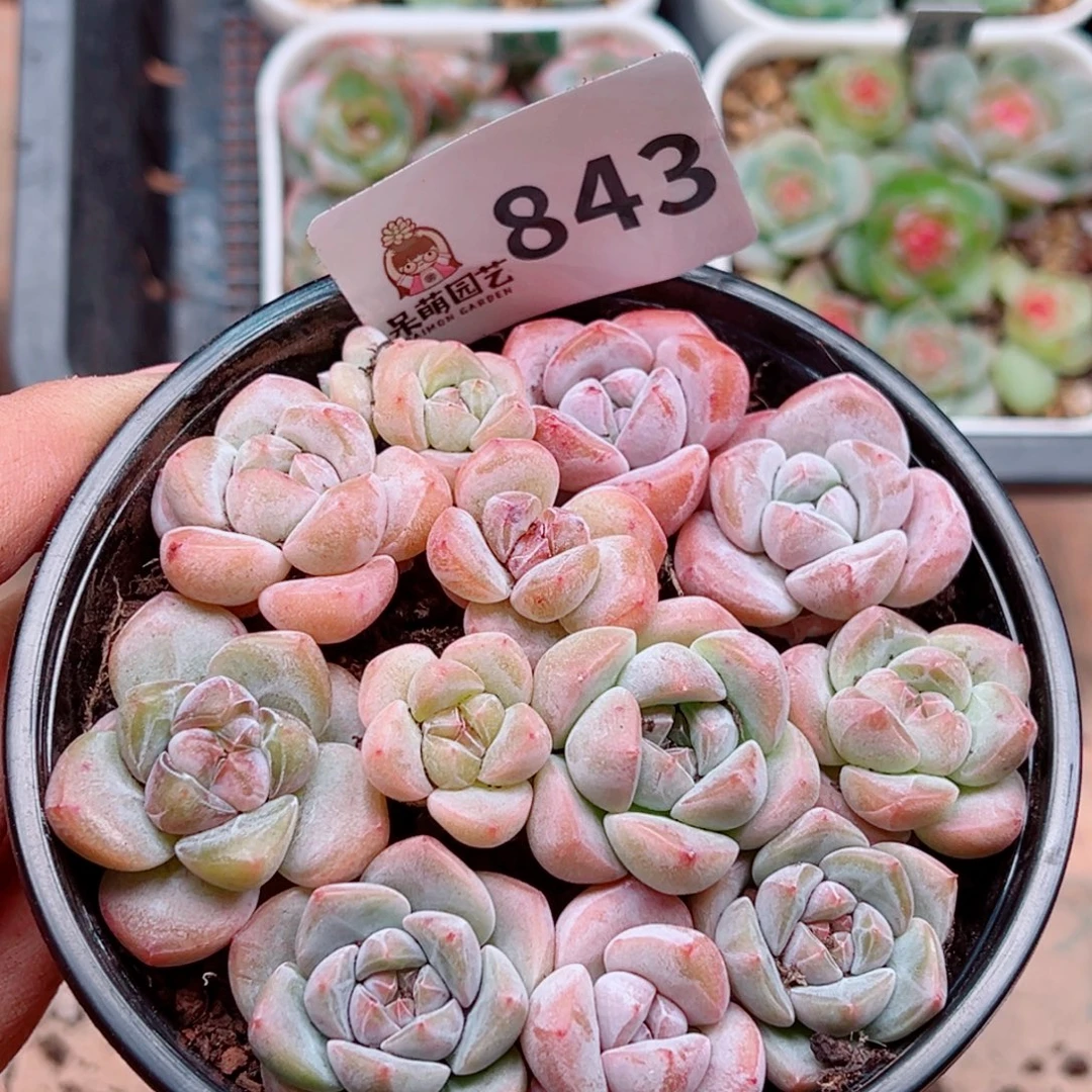 多肉植物多肉植物