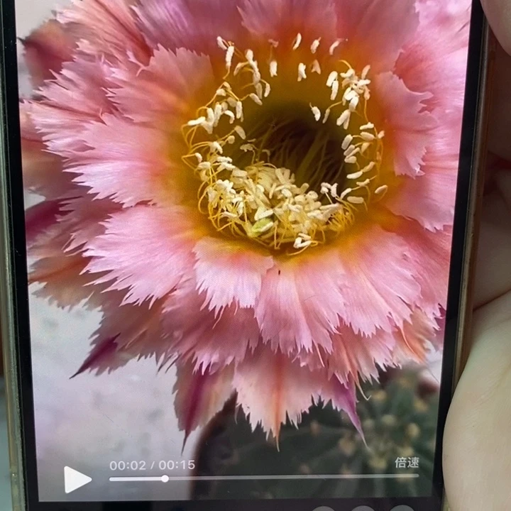 彩草羽毛1号侧芽4公分左右
