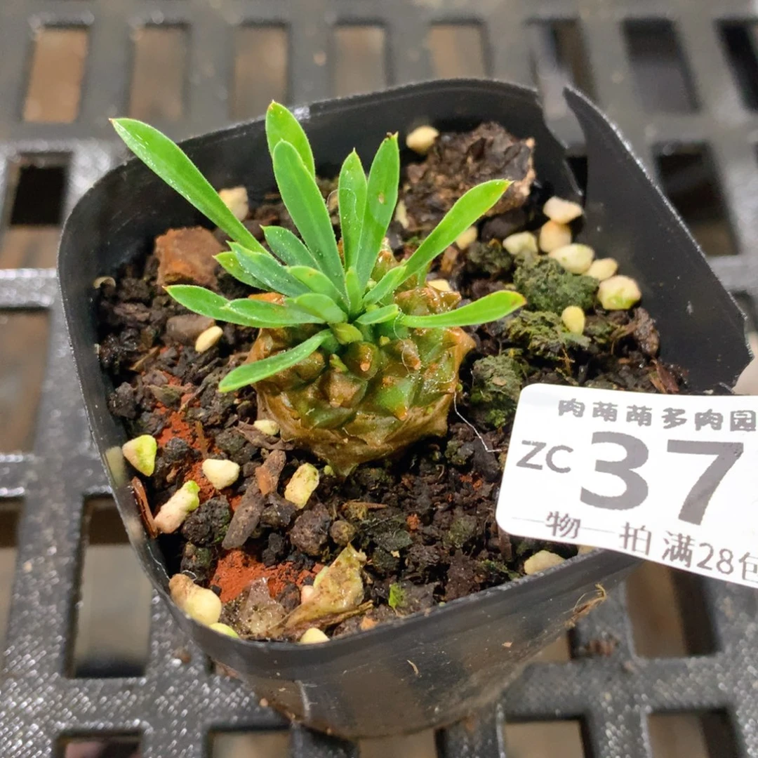 肉萌萌拇指盆精控多肉ZC371