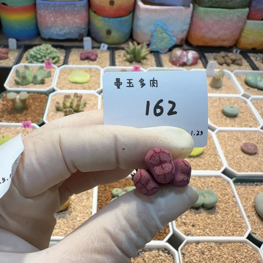 ?****马多肉多肉多肉1.25-162