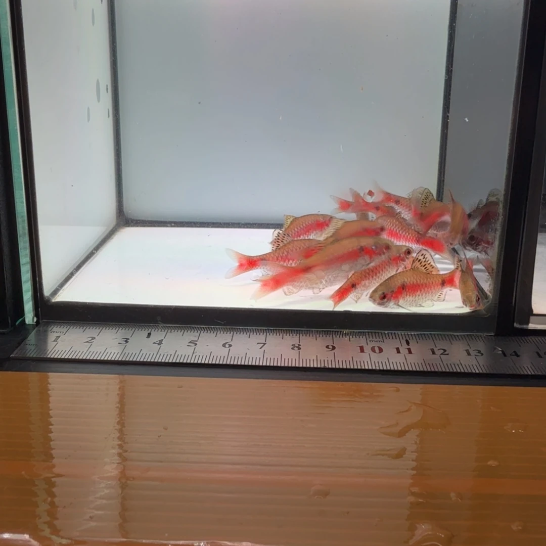 海水钻石彩虹鲫000000