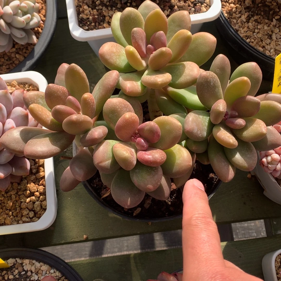 我们家的小仙女们