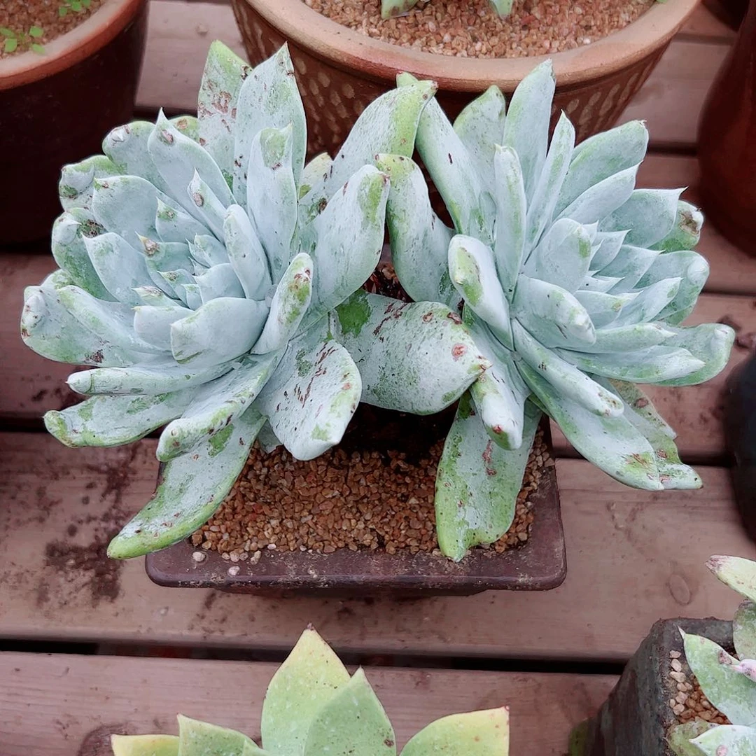 2218赛丽娜仙女杯多肉