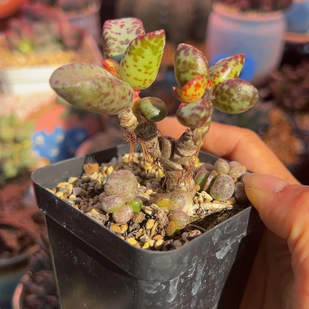 一组自拍，感谢支持