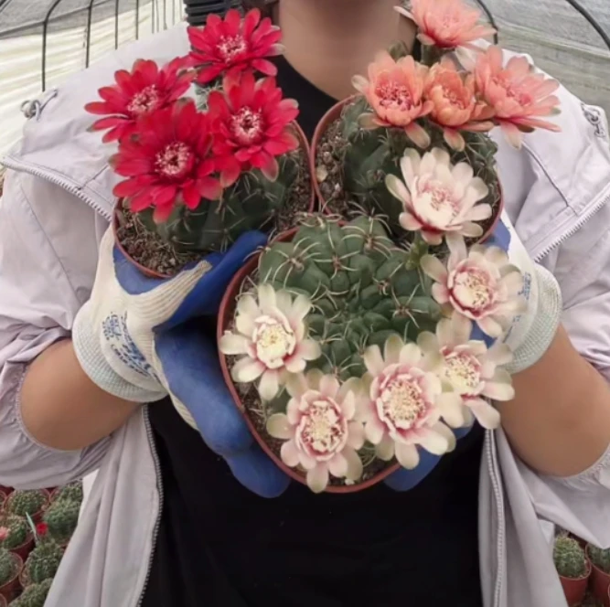 二妹园艺【 (5/27）3颗 绯花玉 实生根 随机花色】满18脱土随机发货