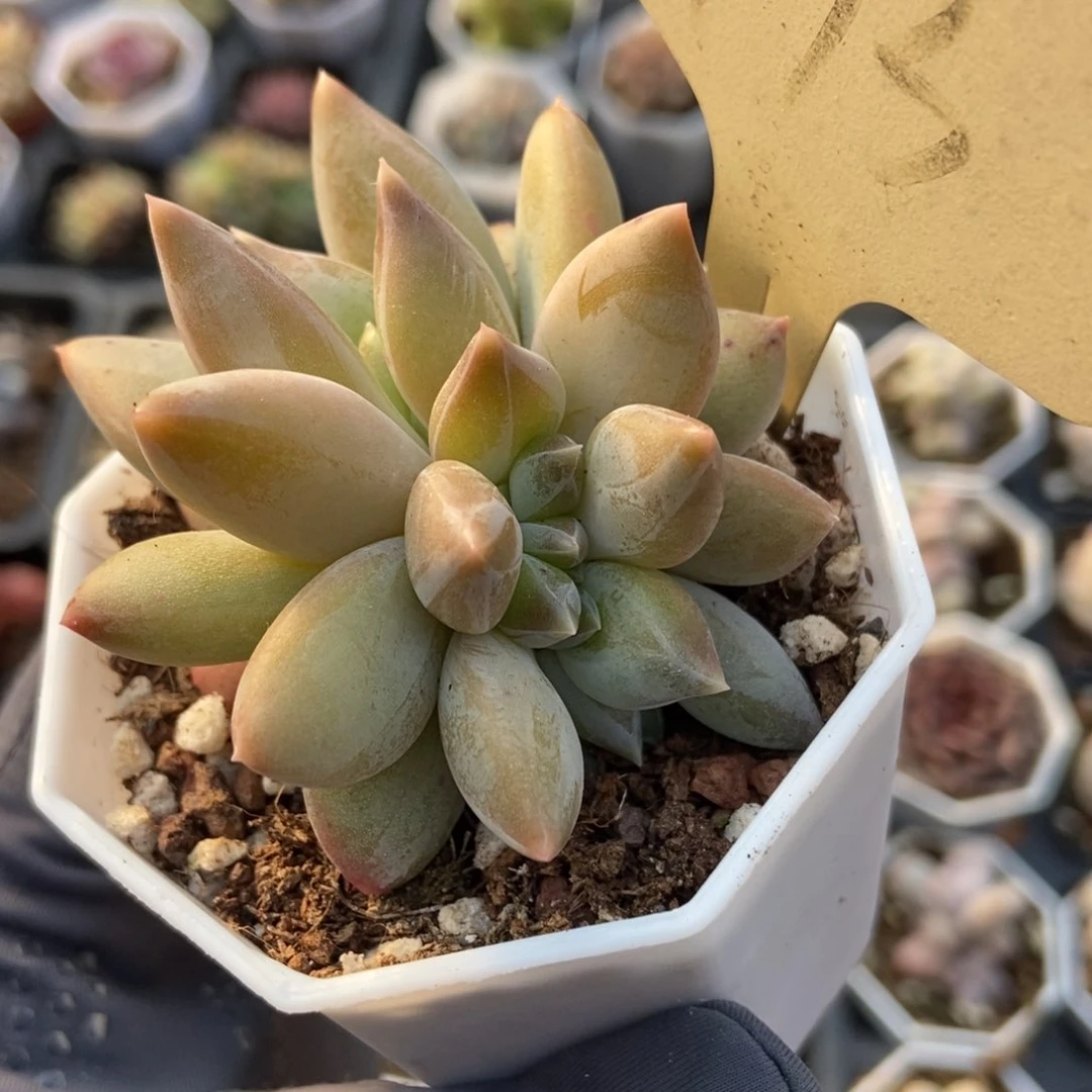 793重楼多肉植物