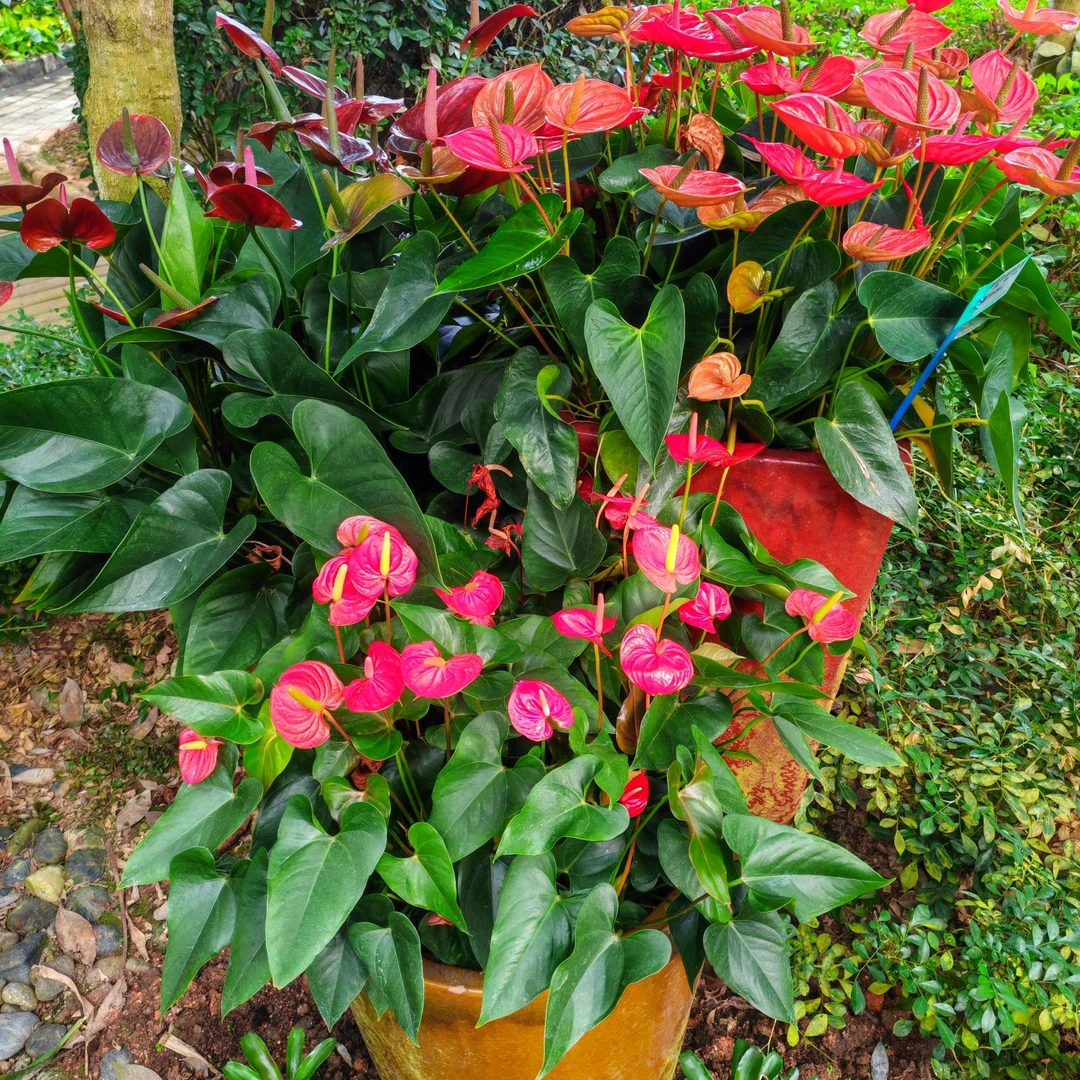 彩色红掌福星室内盆栽 花卉绿植 土培植物