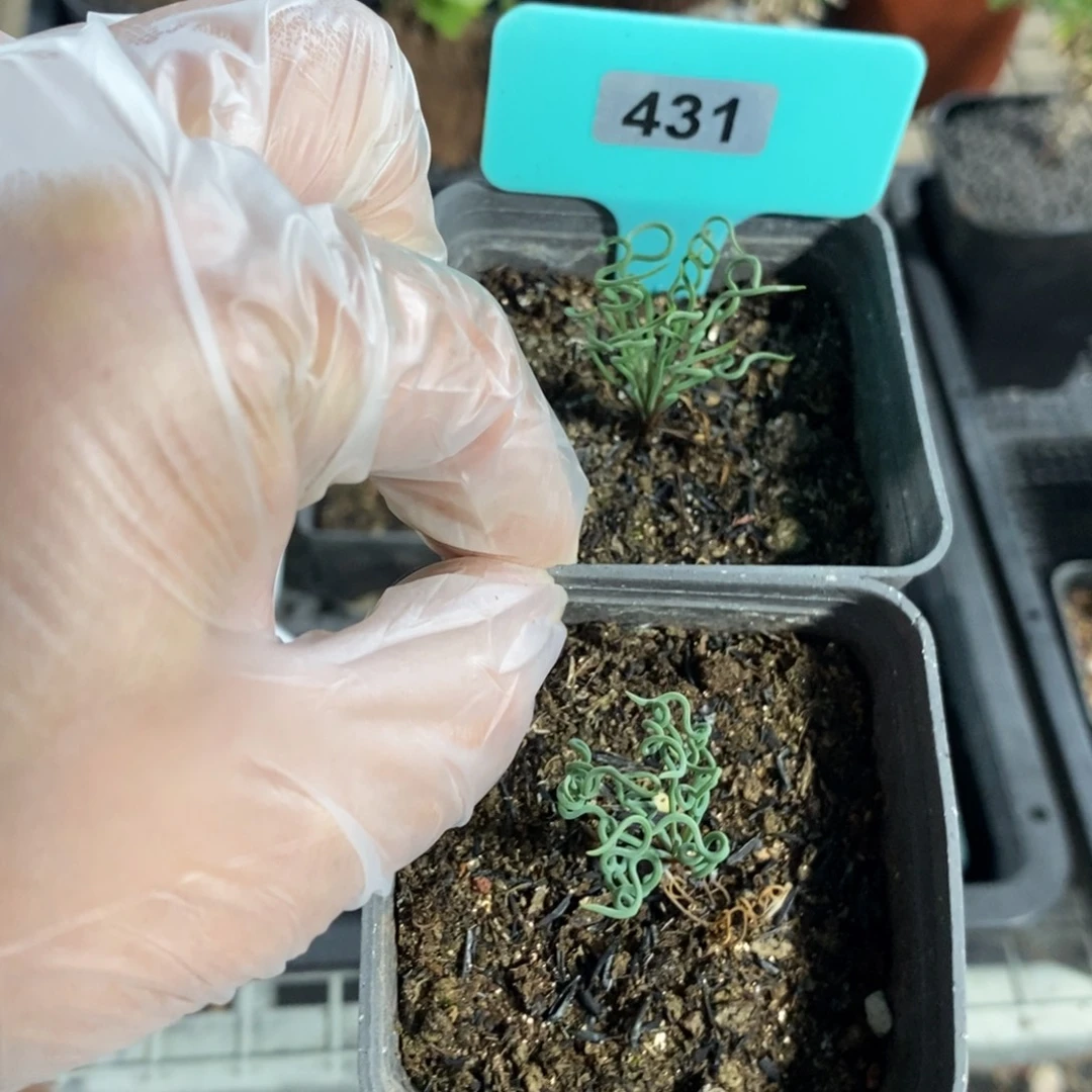 方便面弹簧草两颗多肉