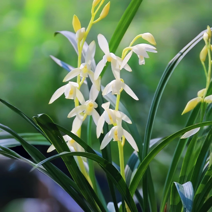 带花苞【青山玉泉】四季建兰铭品花开浓香型室内客厅茶几绿植盆栽兰