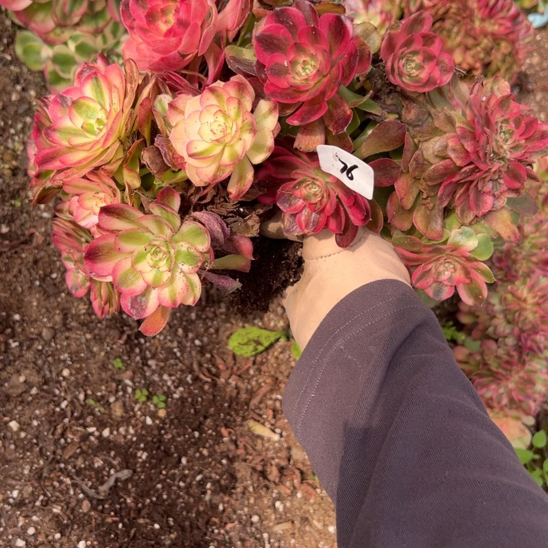 76荔枝缀两颗朵朵