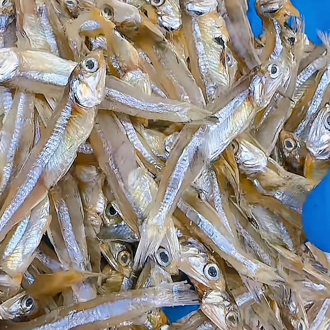 【马鲛仔海产】新货白帆鱼仔干1斤装海鱼生晒不用放盐顺丰包邮茂名博贺港精品小鱼干海鲜