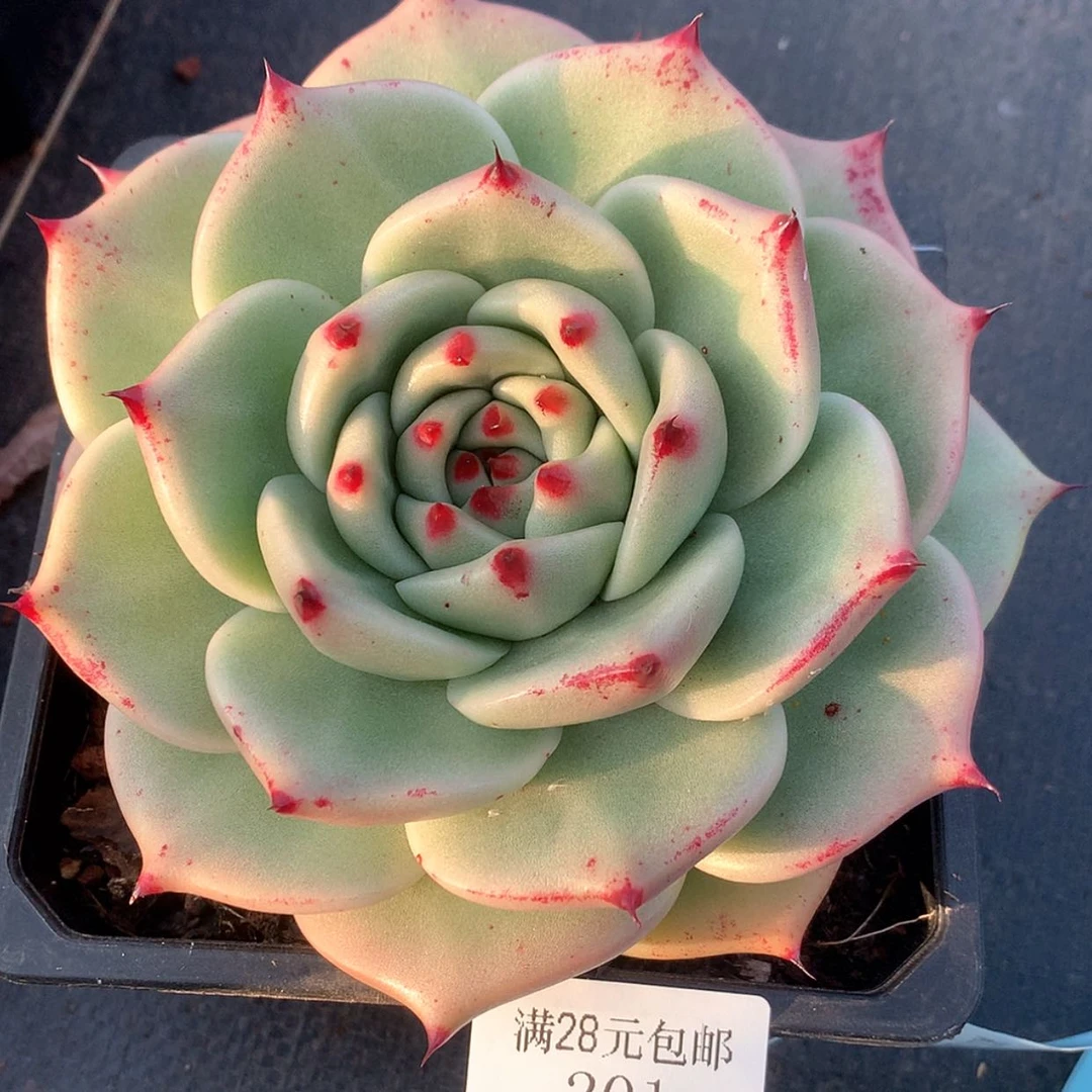 【闪购商品】云201号白求婚15厘米