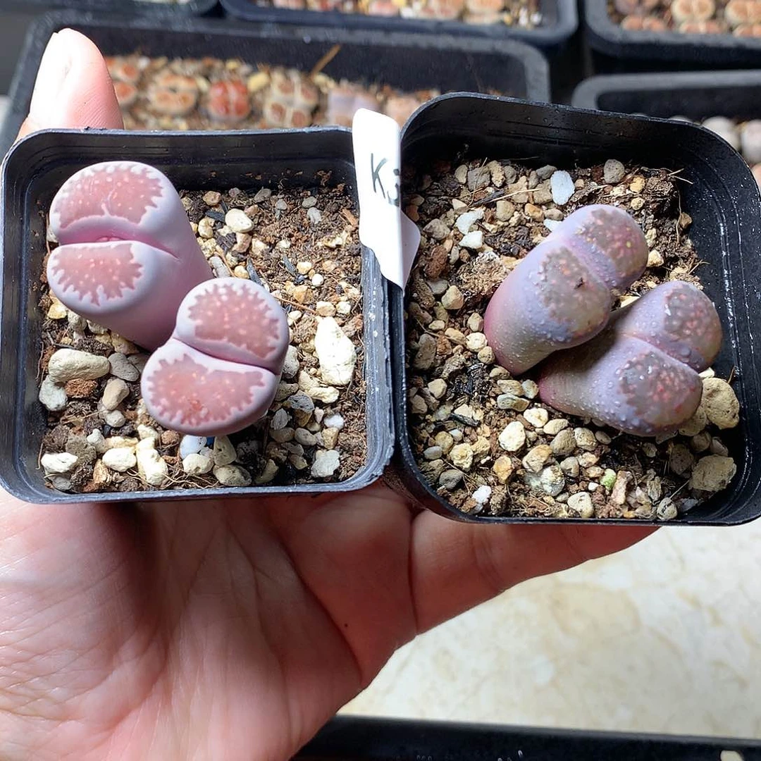 K333多肉植物保护