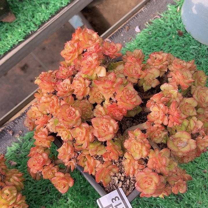 蜡牡丹28213多肉植物