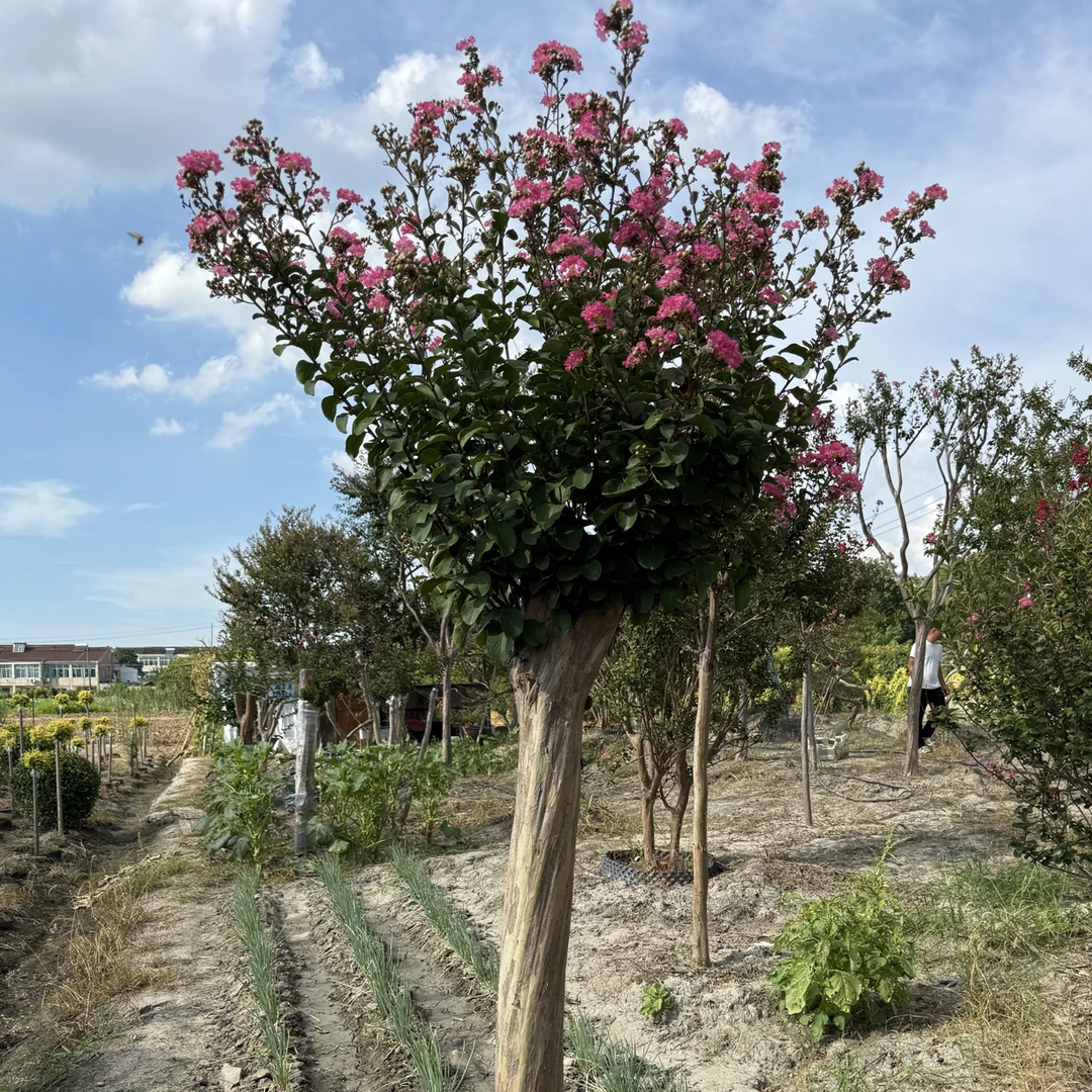 川红紫薇树，树桩小土球包邮