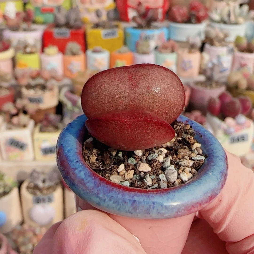 可爱红蛋 盆口2.5cm