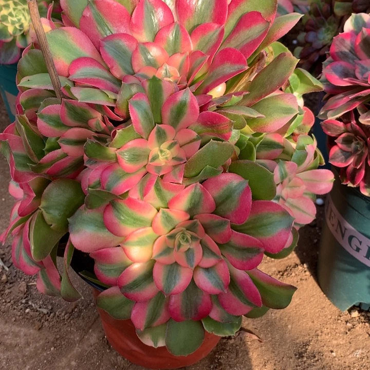 084香妃多肉植物特价